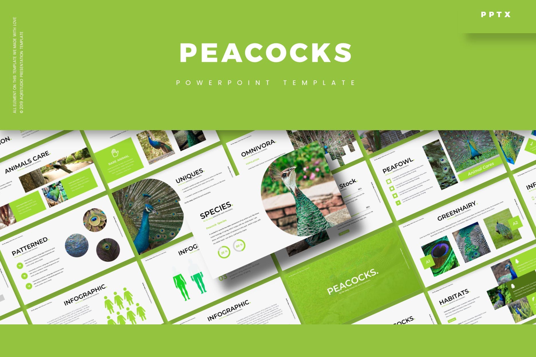 教育课件孔雀主题Powerpoint模板合集 Peacoks – Powerpoint Template设计素材模板