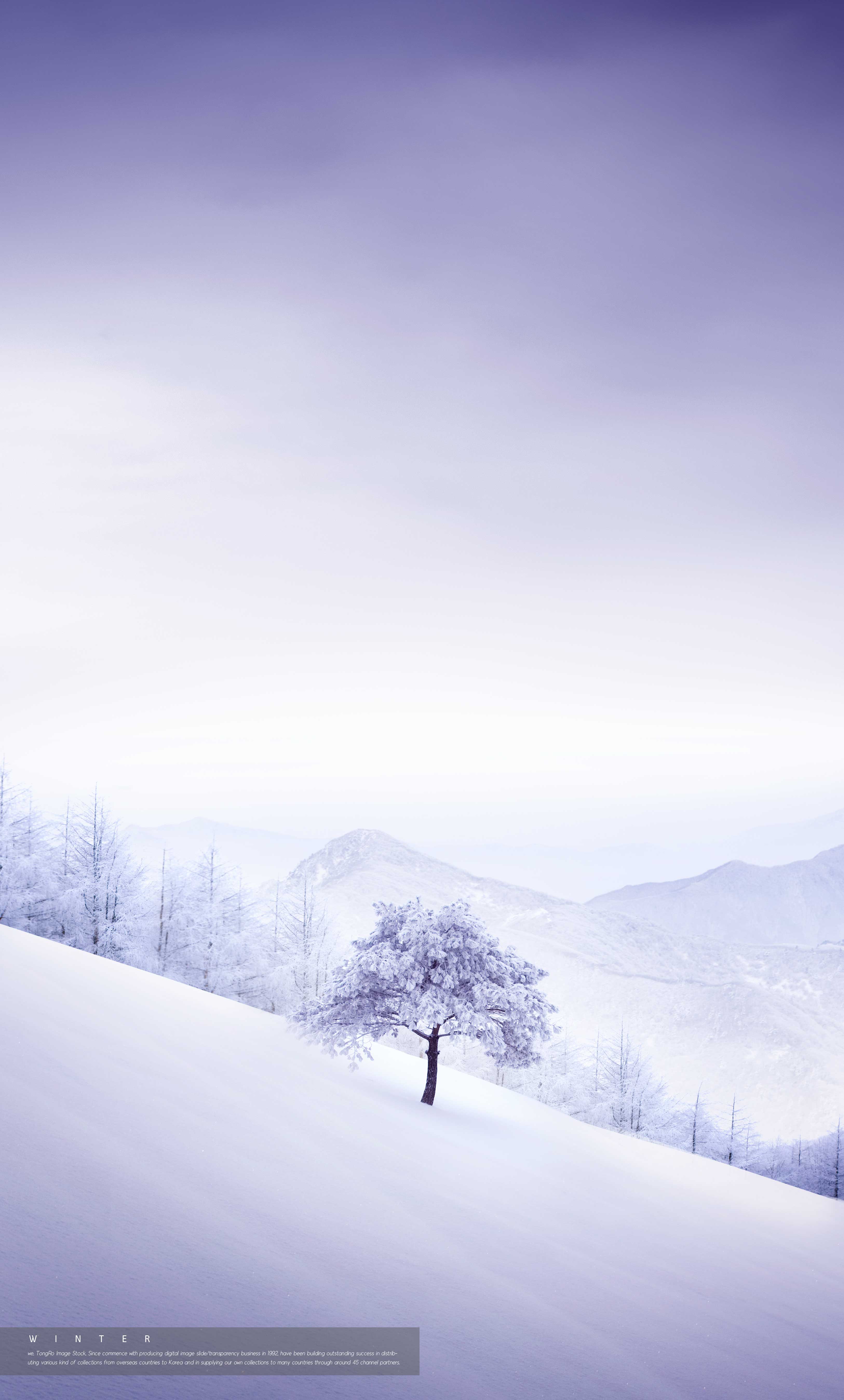 冬季背景雪山松林海报设计psd素材设计素材模板